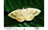 Euchristophia cumulata cumulata