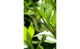 Ascotis selenaria cretacea