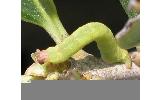 Comostola subtiliaria nympha