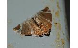 Eulithis Eulithis