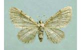 Eupithecia Eupithecia