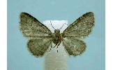 Eupithecia Eupithecia