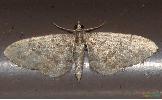 Eupithecia Eupithecia