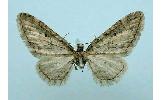 Eupithecia Eupithecia