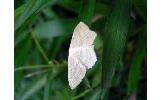 Scopula nigropunctata imbella