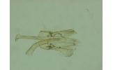 Eumetriochroa kalopanacis