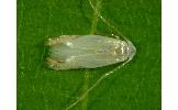 Proleucoptera celastrella