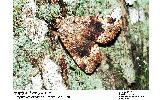 Amphipyra erebina