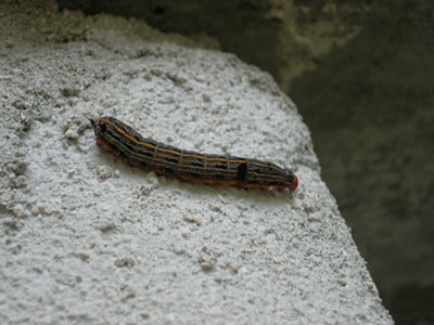幼虫写真4