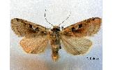 Xestia wockei tundrana