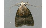 Manoba fasciatus