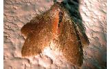 Stauropus fagi persimilis