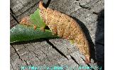 Neopheosia fasciata japonica