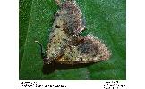 Lepidogma kiiensis