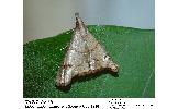 Eulophopalpia pauperalis
