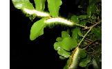 Saturnia japonica japonica