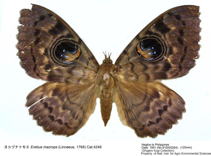 Erebus_macrops_910000264.jpg