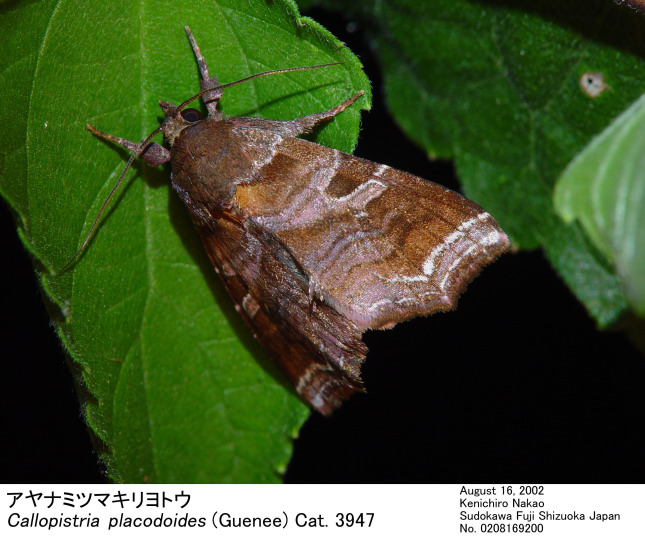 Callopistria_placodoides_0208159200.jpg