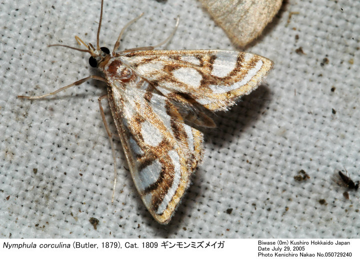Nymphula_corculina_050729240.jpg